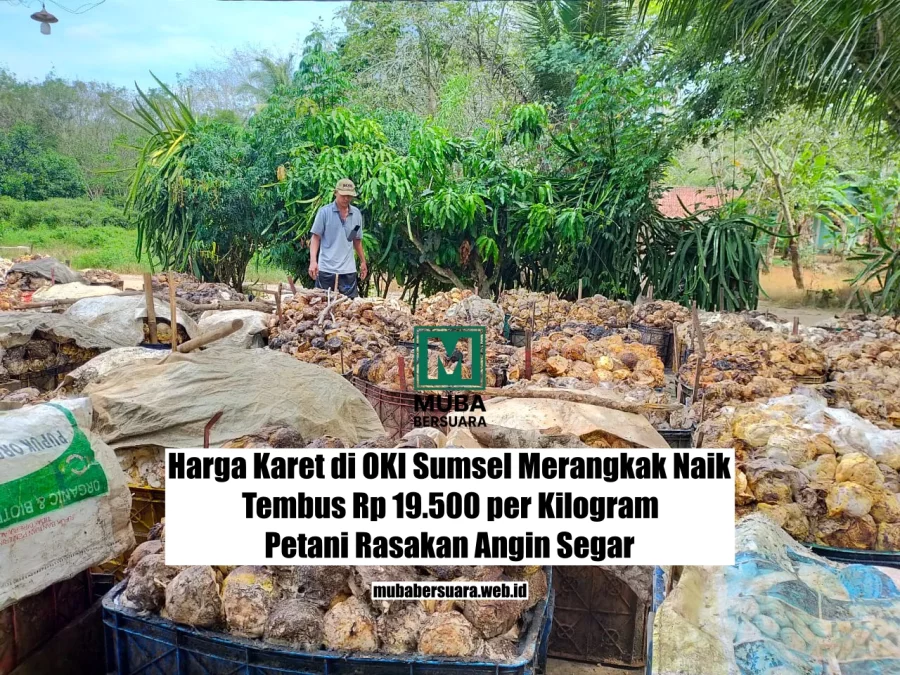 Harga Karet di OKI Sumsel Merangkak Naik Tembus Rp 19.500 per Kilogram, Petani Rasakan Angin Segar
