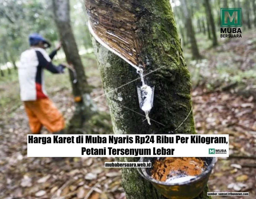 Harga Karet di Muba Nyaris Rp24 Ribu Per Kilogram, Petani Tersenyum Lebar