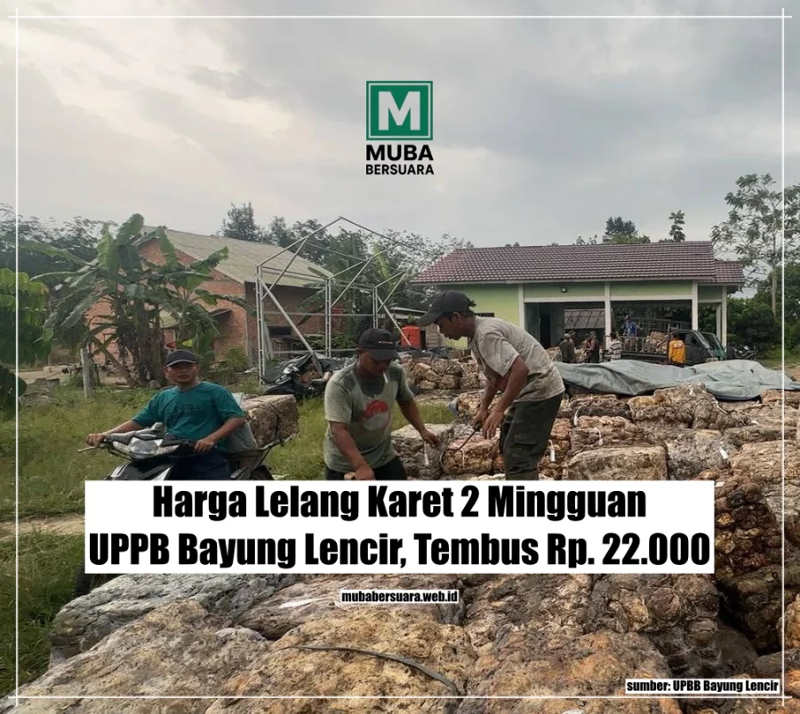 Harga Lelang Karet 2 Mingguan UPBB Bayung Lencir, Tembus Rp. 22.000